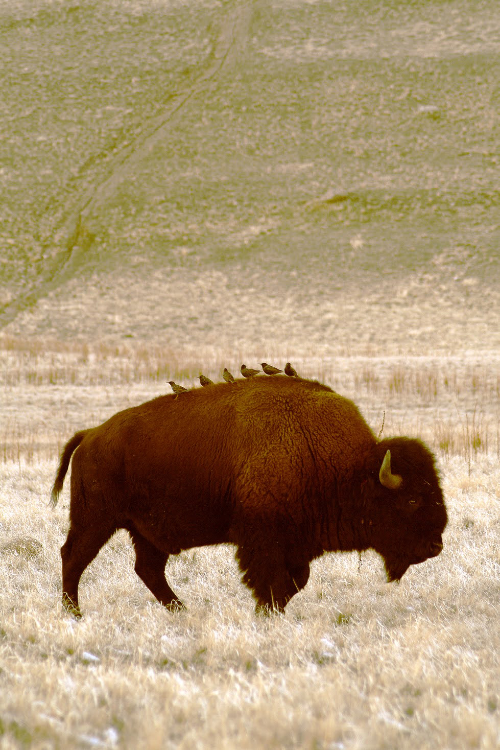 Bison With Birds